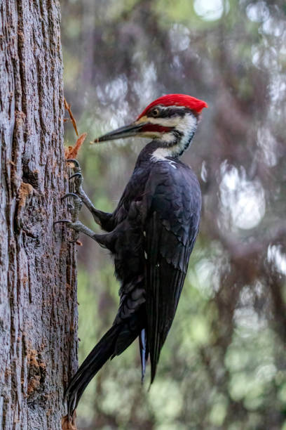 pica-pau empilhado, burnaby lake park, burnaby, bc - pileated woodpecker animal beak bird - fotografias e filmes do acervo