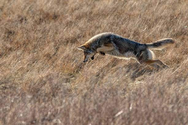 istock Coyote catching mouse, Richmond, Britisah Columbia, Canada 1325638834
