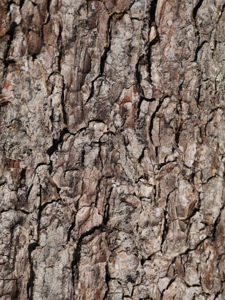 istock cracked bark of alder tree close-up 1325640647