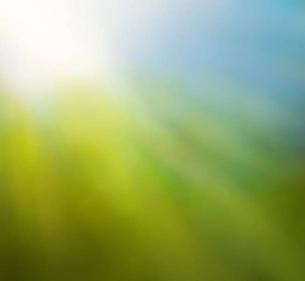 istock Abstract defocused green nature background 1325641709