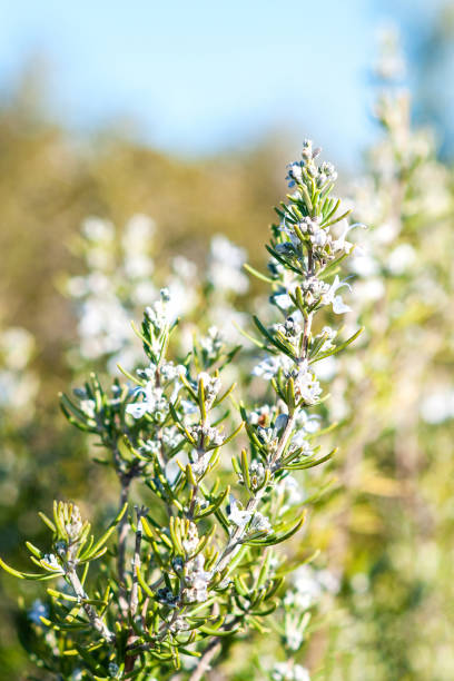 Rosemary herb with flowers