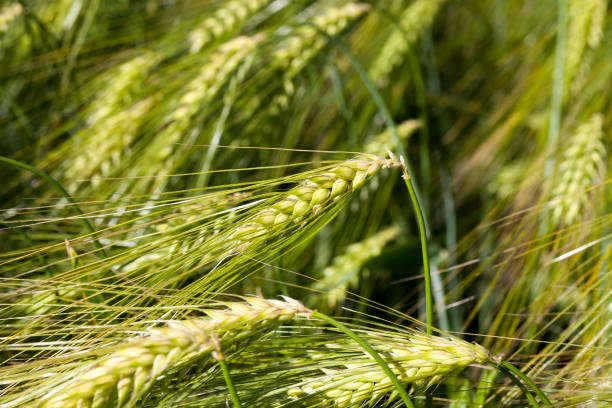 istock rye field with green unripe rye spikelets 1325646089