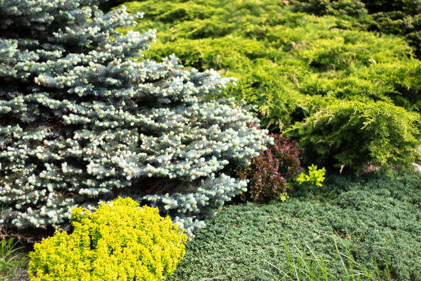 istock Coniferous garden. Spruce plants. Landscape design with plants. 1325646199