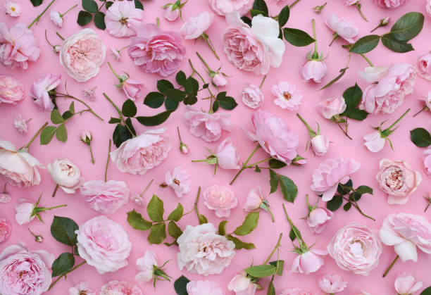 istock Delicate blooming festive light roses on pink background, blossoming flowers soft pastel frame 1325647771