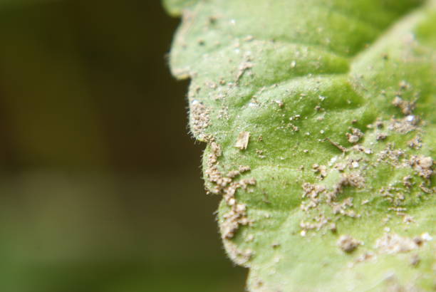 istock Close up of sand on a green leaf 1325648394
