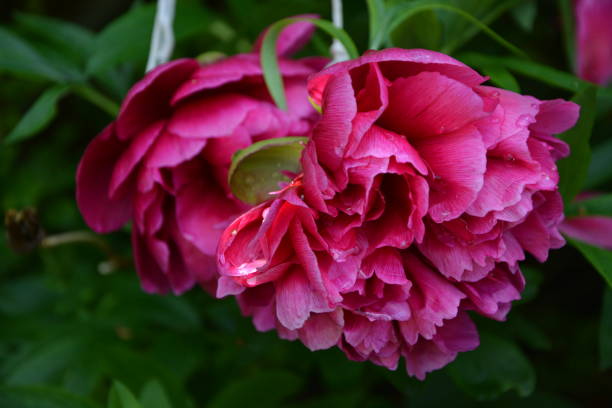 istock Paeonia Officinalis Rubra Plena, Peony Rubra Plena 1325649176