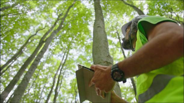 istock Ecologist on fieldwork. Forester examines trees in their natural condition in the forest and taking samples for in-depth research. Ecosystem care and sustainability. 1325652676