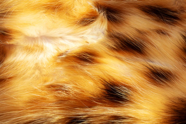 istock Cat fur bengal cat texture background. Close-up. 1325652696