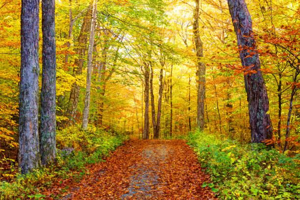 trilha de outono no monte greylock em berkshires - berkshire mountains - fotografias e filmes do acervo