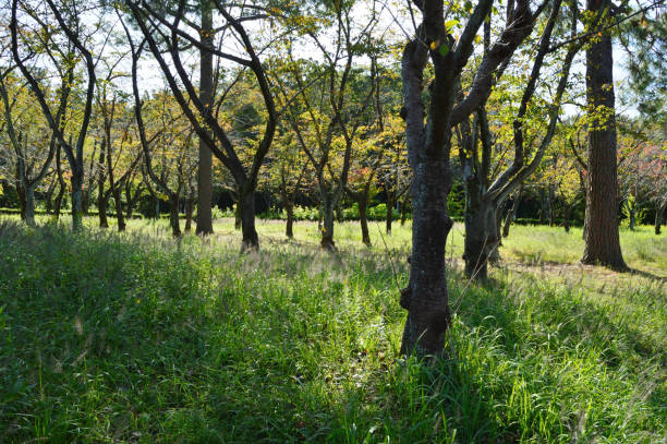istock A park where hardwoods gradually begin to turn yellow 1325654553