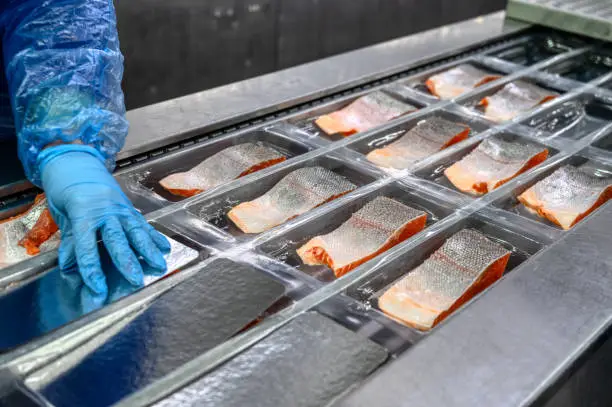 The worker places the pieces and wedges of salmon by hand in the conveyor in the trays for vacuum packing.