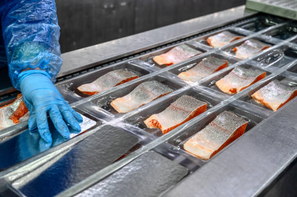 o trabalhador coloca as peças e cunhas de salmão à mão no transportador nas bandejas para embalagem a vácuo - food processing plant - fotografias e filmes do acervo