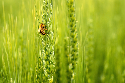 A honey bee on a green ear of wheat. Close-up. Summer. Pollination. Honeybee.