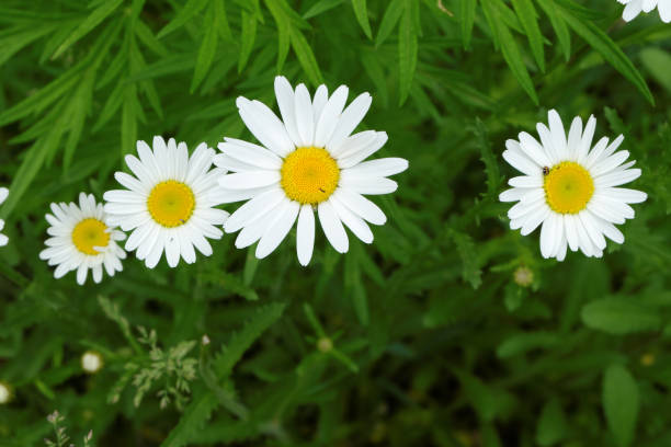 istock Delicate, bright chamomile flowers in a meadow under the sun. 1325662157