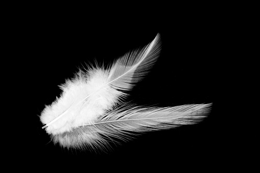 2 White feathers on black background - softness concept - Black and white concept