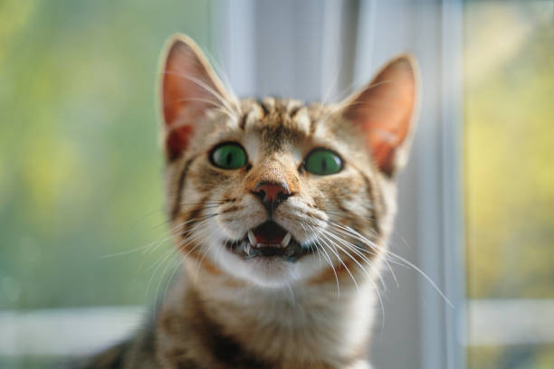 gato tabby con la boca abierta mira a la cámara. - miaowing fotografías e imágenes de stock