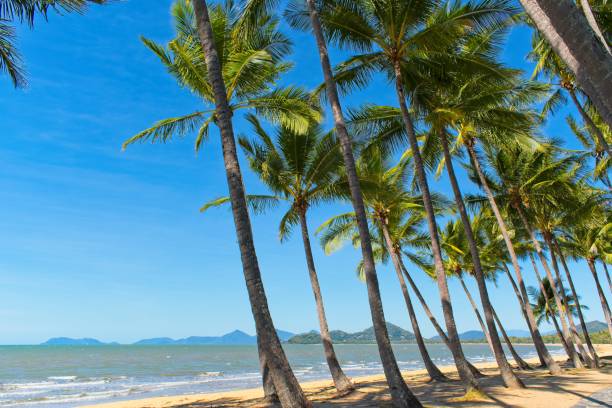 Coconut palms and tropical beach stock photo