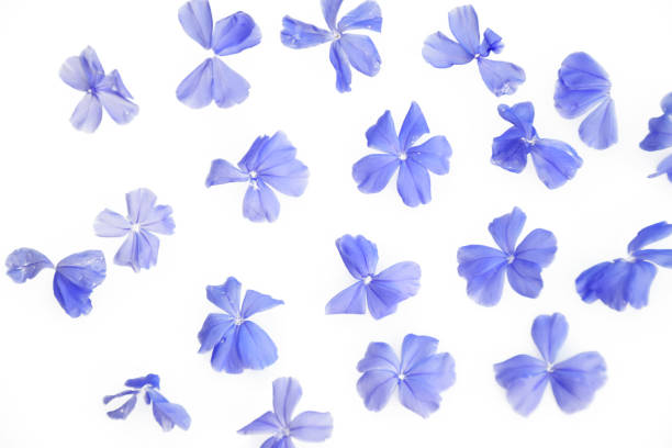 istock Petal of blue flowers on white background 1325670528