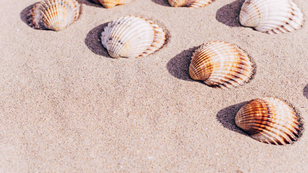 istock Shells isolated with seashells, starfishes on sand ocean beach background. Vacation backdrop with space for the text. 1325670725