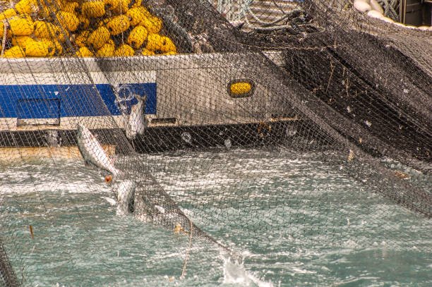istock Bringing in the Nets -Salmon Industry 1325673508