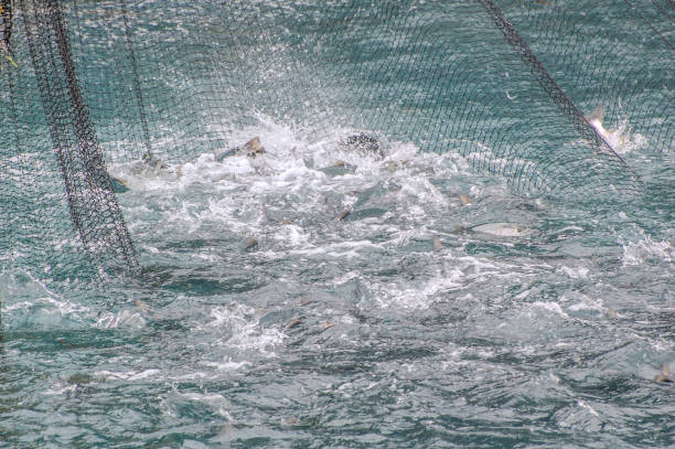 istock Bringing in the Nets -Salmon Industry 1325673515