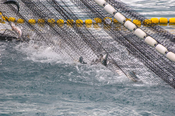 istock Bringing in the Nets -Salmon Industry 1325673520
