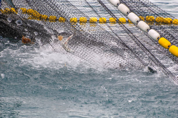 istock Bringing in the Nets -Salmon Industry 1325673522