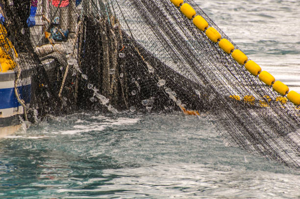 istock Bringing in the Nets -Salmon Industry 1325673523