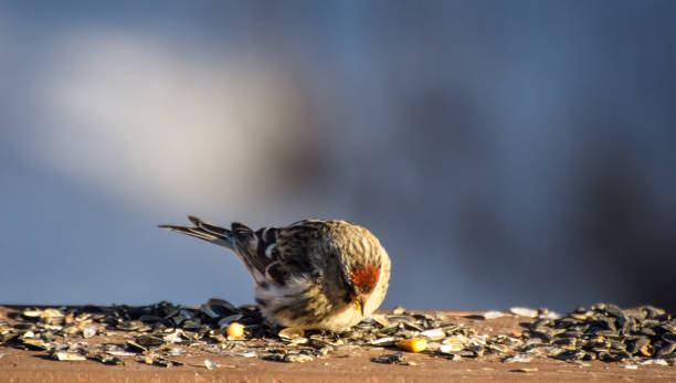 istock Red Poll Eating Seeds on a Railing 1325673553