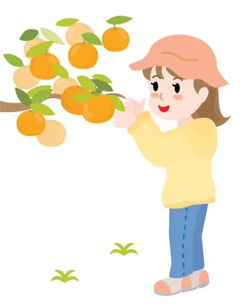 Vector illustration of A girl who does mandarin orange picking.