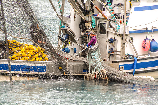 July 9, 2020. Prince William Sound, Alaska. Commercial fishing in the Valdez harbor involves lots of fish. The pink salmon are gathered up and will soon be taken to canneries.  The boats have thrown out the nets and will soon gather them up. Success will mean gathering hundreds of salmon.