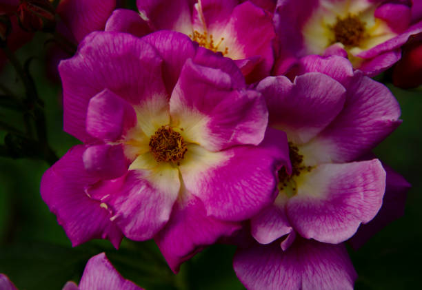 istock Summer Rose Garden 1325674404