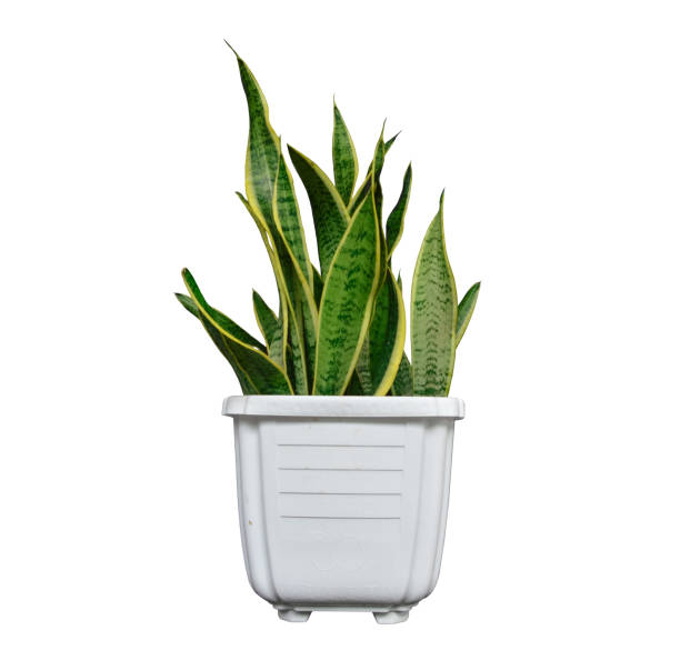 istock Sansevieria Laurentii in White Pot 1325675458