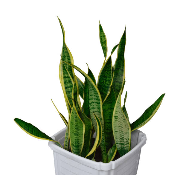 istock Sansevieria Laurentii in White Pot 1325676016