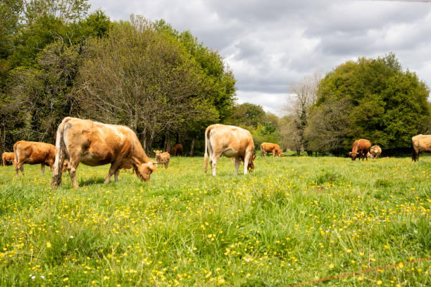 istock Galician blonde breed cows grazing in the field 1325676235