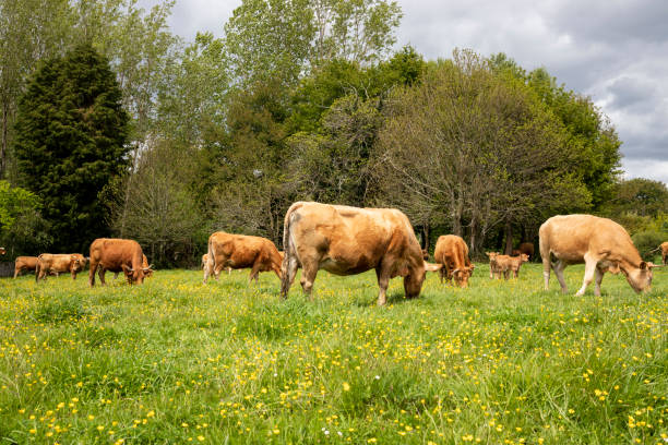 istock Galician blonde breed cows grazing in the field 1325676265
