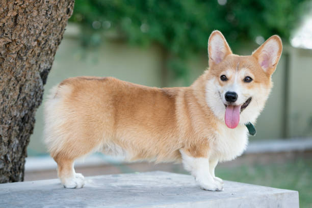 istock Corgi dog on the table in summer sunny day 1325679149