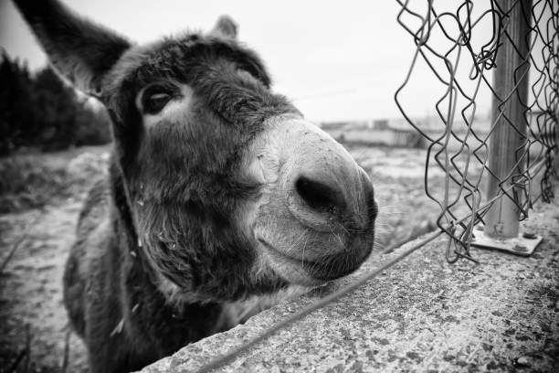 burro em uma fazenda - herbivorous close up rear end animal head - fotografias e filmes do acervo
