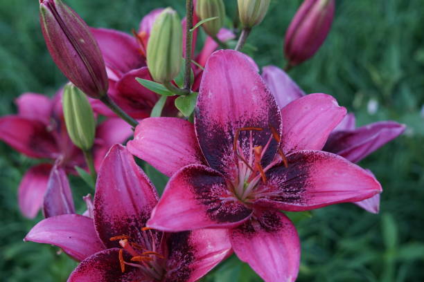 lis asiatiques pourpres vibrants en fleurs - lily lily family temperate flower asiatic lily photos et images de collection