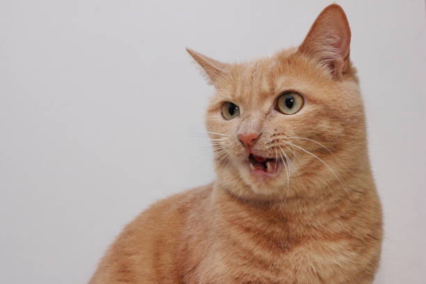 istock An angry red cat with an open mouth. A dangerous pet. 1325682530