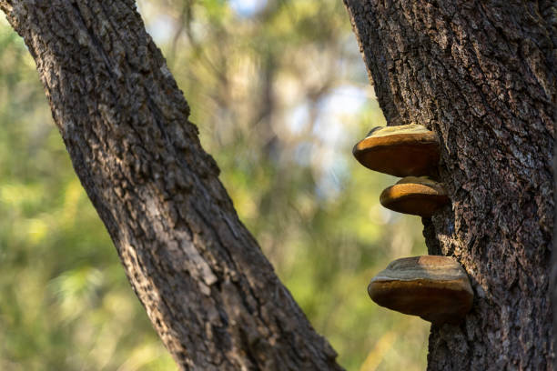 Mushroom growing from the trunk