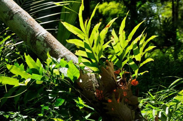 istock Fern that sticks to trees in the tropical forest 1325684678
