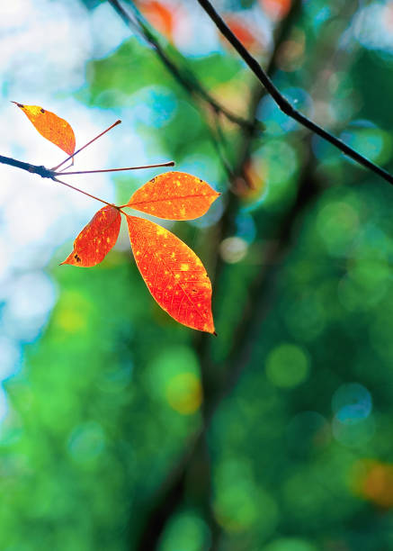 istock The rubber leaves will change color. It's time to stop producing latex again. 1325684688