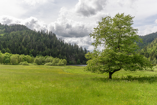 Landscape of the Vosges in spring near GÃ©rardmer. France, Europe.