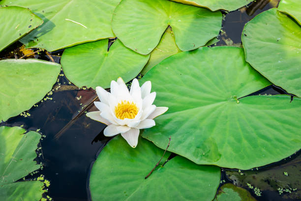 Floating white and yellow water lily