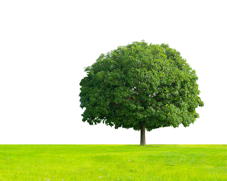 A large green tree in the meadow on a white background.