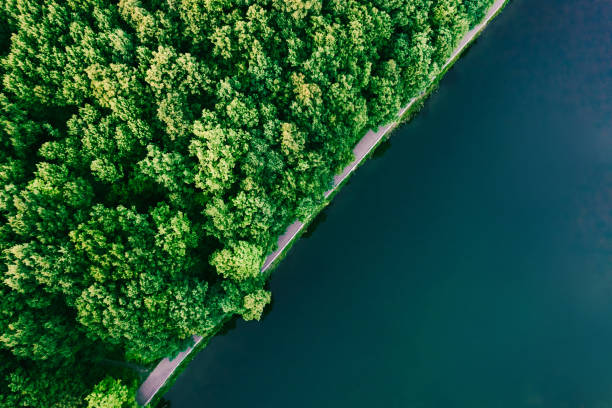istock Green forest and water aerial top view, copy space 1325687815