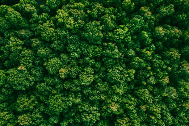 istock Summer in deciduous forest aerial top view 1325687827