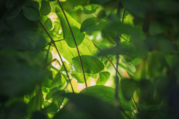 In depth macro image of the green tropical rainforest.