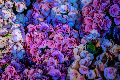 A wall bouquet of hundreds of pink roses together.